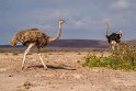 095 Amboseli Nationaal Park